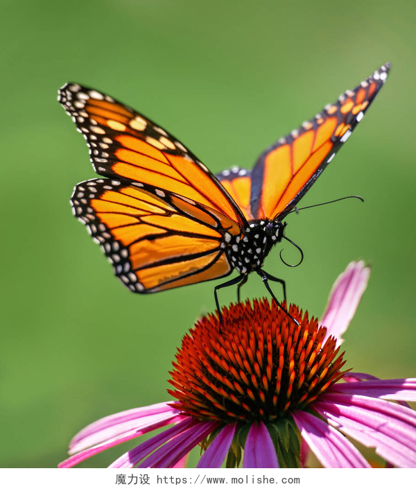 绿色幻影前的蝴蝶和花朵美丽的橙色君主蝴蝶在一个温暖的夏日里啜饮花蜜和散播花粉的锥形花朵